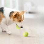 ALL FOR PAWS Automatic Dog Ball Launcher (4 pcs)
