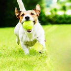 ALL FOR PAWS Automatic Dog Ball Launcher (4 pcs)